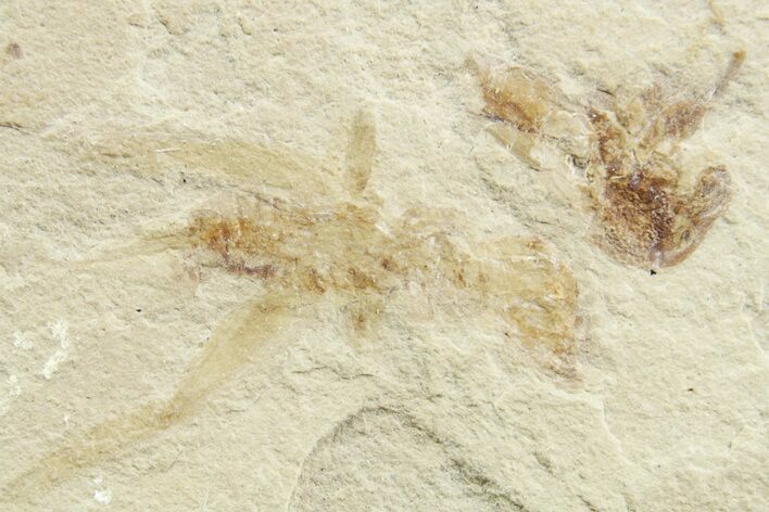 Eocene Fossil Cricket and Snout Beetle - Green River Formation #368751